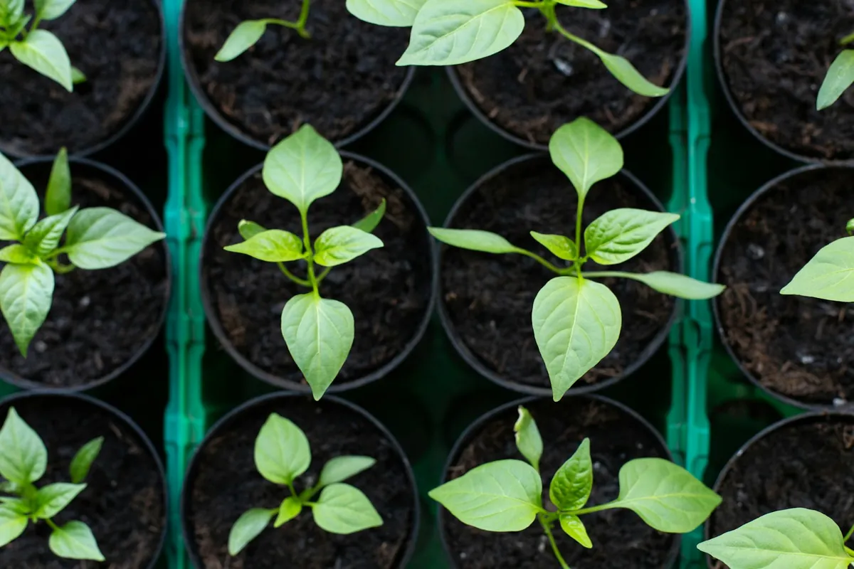 Plantas jóvenes en macetas de vivero listas para instalar